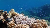 Scientists develop ‘putty’ to repair Great Barrier Reef