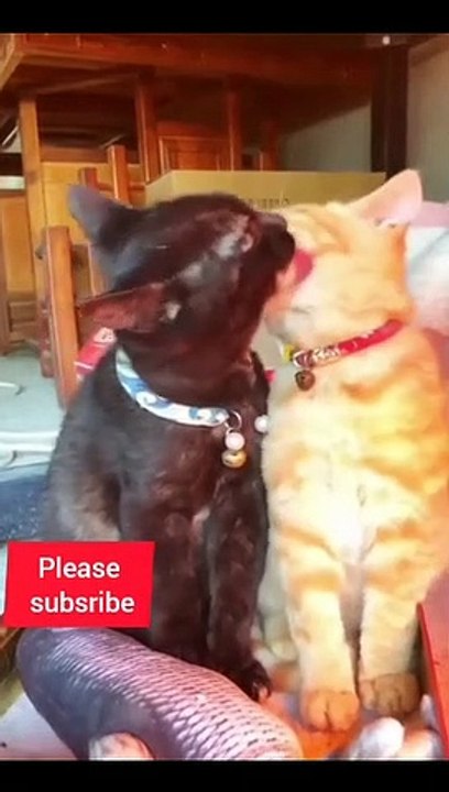 Funny video