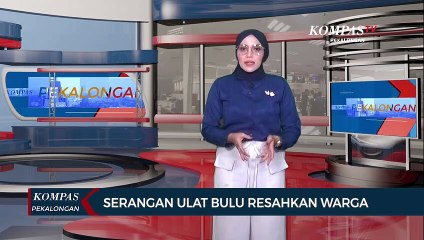 Serangan Ulat Bulu di Bumiayu, Warga Resah dan Petugas Lakukan Pembasmian