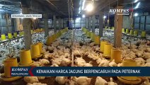 Kenaikan Harga Jagung Berpengaruh pada Peternak Ayam, Dikhawatirkan Harga Daging Ayam Melambung