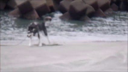 鳴門の海で思いっきり泳いだの♪