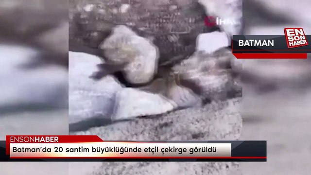Batman’da 20 santim büyüklüğünde etçil çekirge görüldü