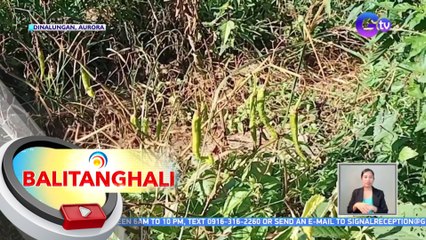 Ilang tanim na sili, nalanta dahil sa mainit na panahon | BT