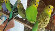 Parrot talking sounds