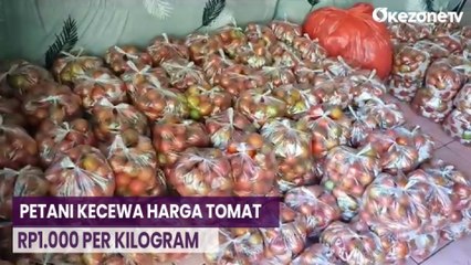 Harga Tomat Anjlok Gila-gilaan, Petani di Sikka Bagikan Tomat Gratis untuk Warga