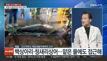 [뉴스현장] 동해안 상어 출몰 '비상'…안전 수칙·행동 요령은?