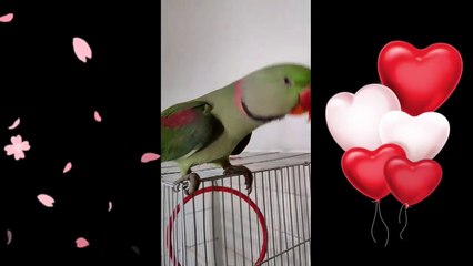 Parrot Singing and Dancing HAPPY BIRTHDAY SONG like a Human