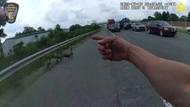 Watch: Police officer stops traffic on busy highway to escort a gaggle of geese