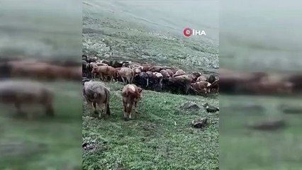 Temmuz ayında Bilbilan yaylasına kar yağdı