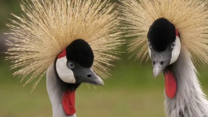 Parcs de loisirs - Une savane africaine au milieu de la France
