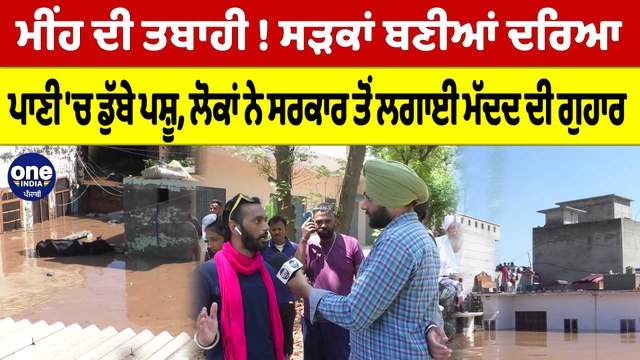 ਮੀਂਹ ਦੀ ਤਬਾਹੀ ! ਸੜਕਾਂ ਬਣੀਆਂ ਦਰਿਆ, ਡੁੱਬੇ ਪਸ਼ੂ, ਲੋਕਾਂ ਨੇ ਸਰਕਾਰ ਤੋਂ ਲਗਾਈ ਮੱਦਦ ਦੀ ਗੁਹਾਰ |OneIndia Punjabi