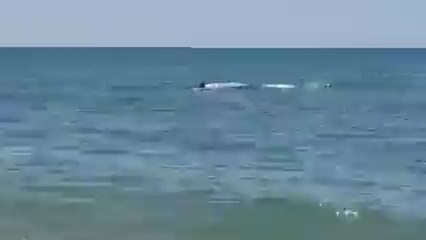 La sorprendente aparición en una playa de Huelva: "¡Es enorme!"