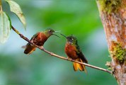 Selon une étude, les oiseaux aussi « divorcent » et les raisons de ces séparations sont les mêmes que chez les hommes