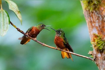 Selon une étude, les oiseaux aussi « divorcent » et les raisons de ces séparations sont les mêmes que chez les hommes