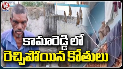Monkeys Hulchul In Kamareddy District _ V6 News