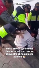 Perro serenazgo intenta despertar a joven que se durmió en la plaza de Cusco