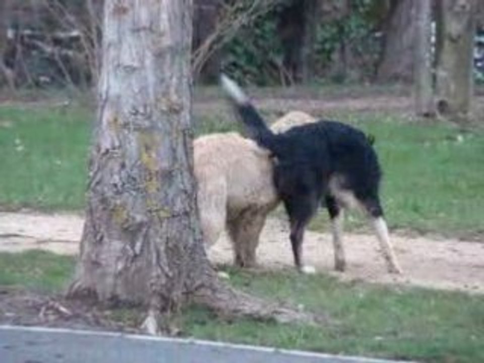 bagarre de chiot