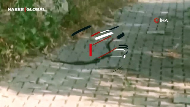 Muğla'da vatandaş birbirine dolanan iki yılanı görünce korktu: Çiftleşme dansını anlayınca telefonuna sarıldı