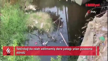 Caddeye yılanlar indi! Tekirdağ'da vatandaşları korkutan 'yuva'