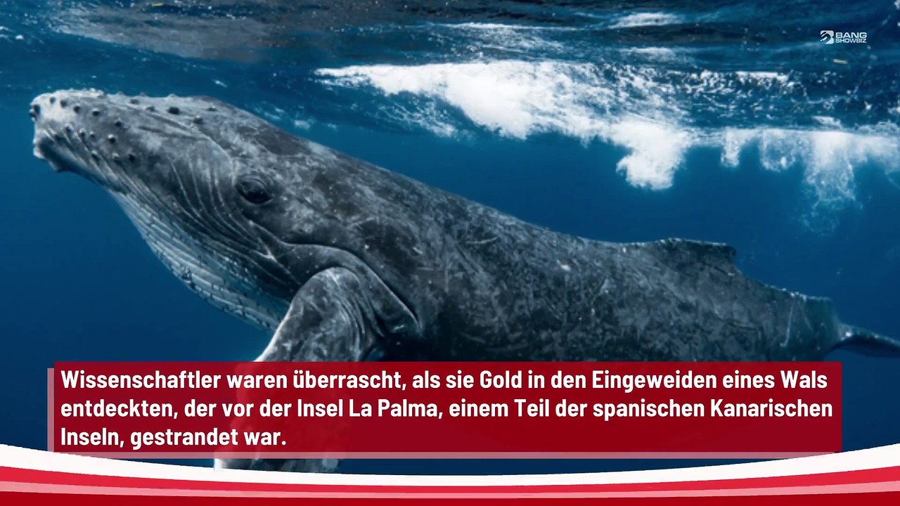 Wissenschaftler entdecken Gold in den Eingeweiden eines Wals