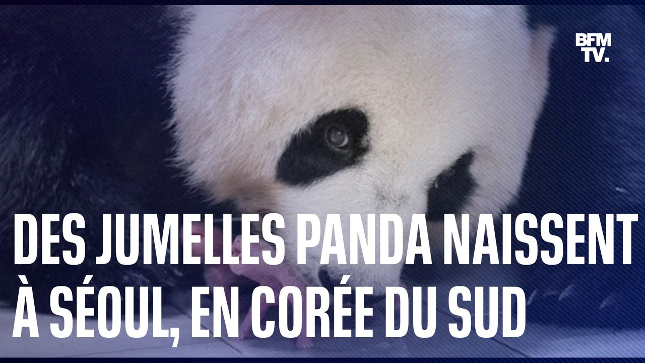 Des jumelles panda naissent dans un zoo à Séoul, en Corée du Sud