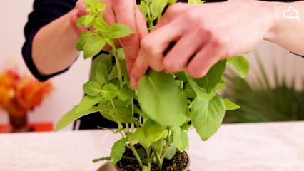 Assaisonner vos plats de cette sauce irrésistible !