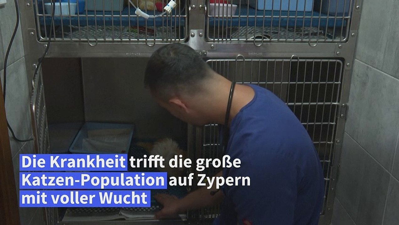 Coronavirus führt zu Katzen-Massensterben auf Zypern