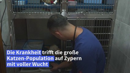 Coronavirus führt zu Katzen-Massensterben auf Zypern