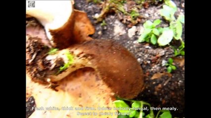 Hohenbuehelia spatulina. Champimaginatis. English Text