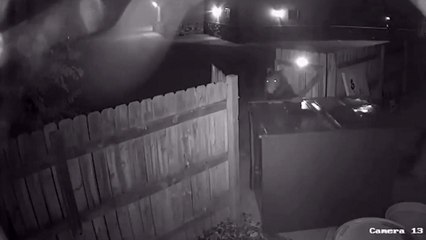 Bear Can't Open Dumpster So Steals It Instead | Wild-ish TV