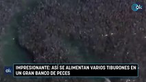 Impresionante: así se alimentan varios tiburones en un gran banco de peces