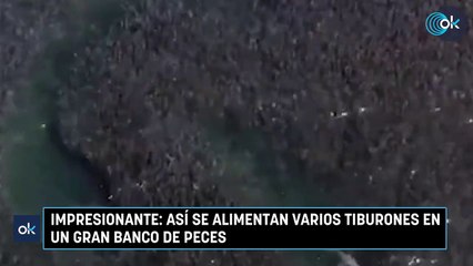 Impresionante: así se alimentan varios tiburones en un gran banco de peces