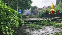 Gli alberi crollano sulle strade trasformate in fiumi: i danni del maltempo nel Comasco