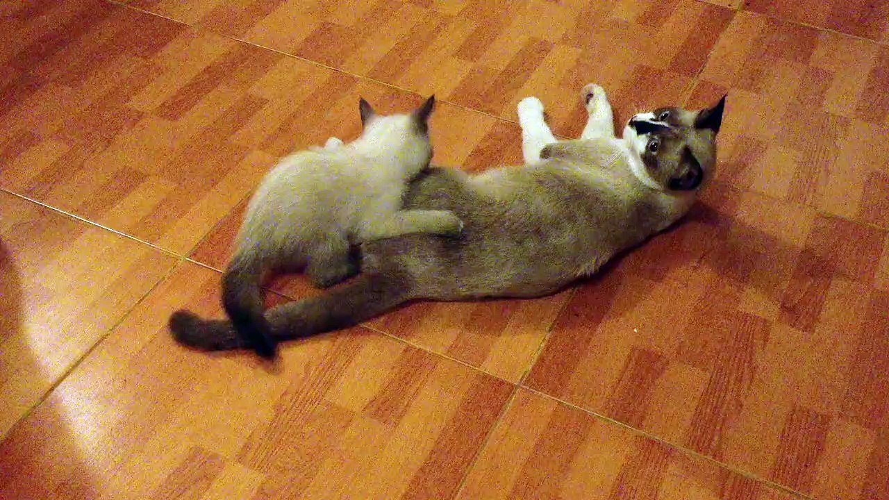 Cute Cat Funny Video