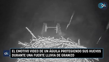 El emotivo video de un águila protegiendo sus huevos durante una fuerte lluvia de granizo