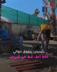 وباء يحول قبرص إلى "جزيرة القطط النافقة"