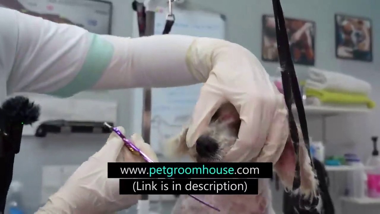 WE CHANGED A LIFE OF THIS DOG neglected and full of ticks