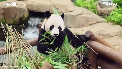 Festa doppia in un parco vicino Seul, nate due gemelle di panda gigante