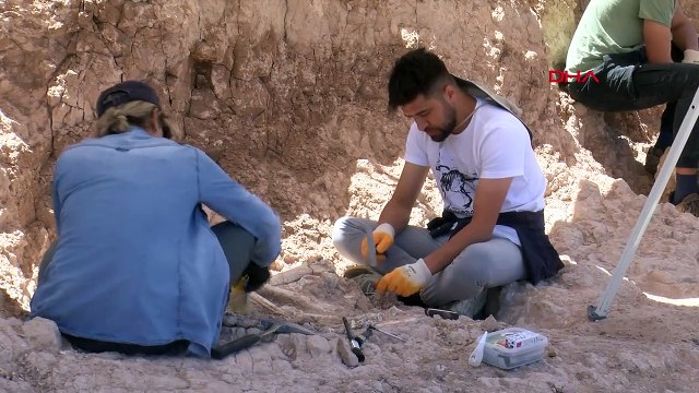 Un fossile de girafe vieux de 7,5 millions d'années découvert à Kayseri