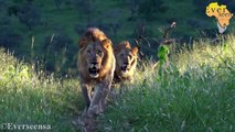 6 Bhejane Male LION coalition that interrupted a mans morning coffee routine