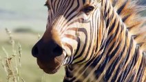 A Mother Zebra Kick Can Break a Lion's Jaw To Save Her Foal