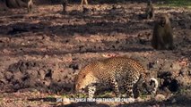 After killing his mother, Leopardess Acted Strangely With The Infant