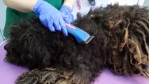 YOU WONT BELIEVE how this DOG looks after shaving all these dreadlocks
