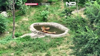 Cina, il caldo eccezionale colpisce anche gli zoo