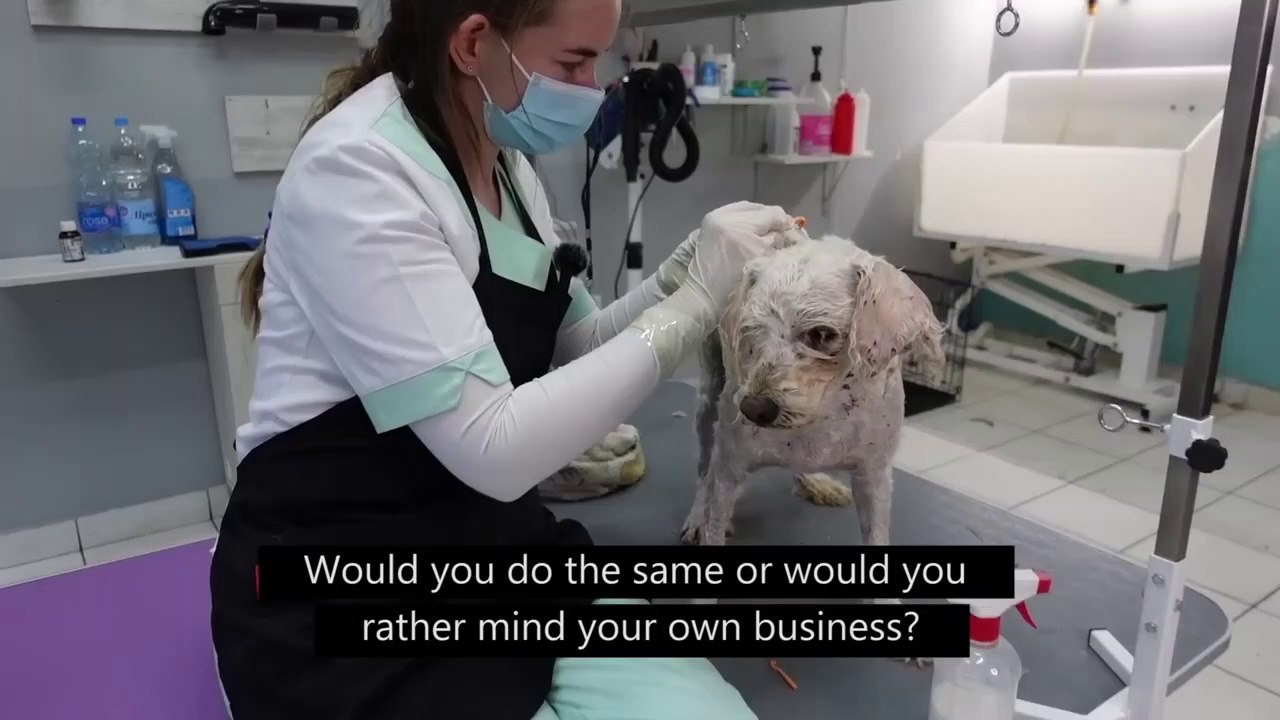 The WORST DOG Condition Ive EVER Seen Full of Ticks