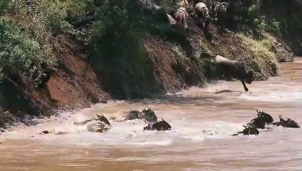 Crocodiles Attack Wildebeest Mercilessly