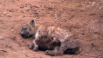 Cute Hyena cub drinking milk