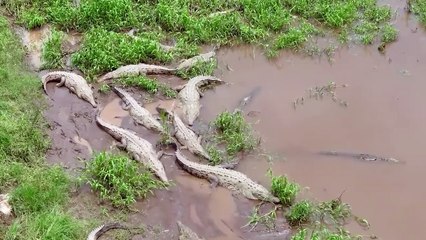 Fights Between Sharks and Crocodiles, Who is The Beast of The Water