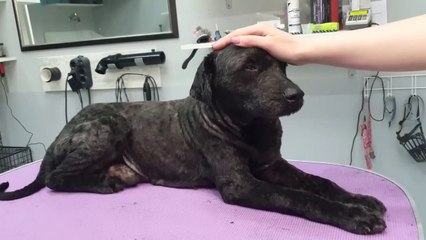 YOU WONT BELIEVE how this DOG looks after shaving all these dreadlocks