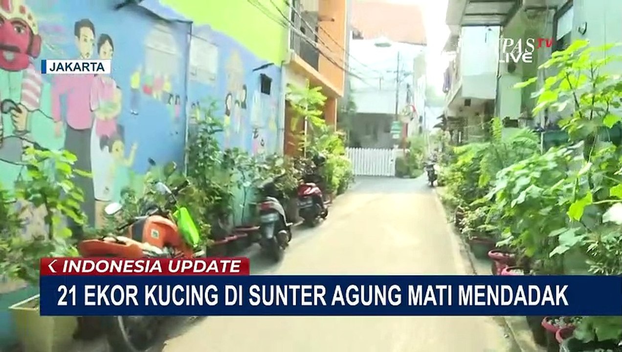 21 Ekor Kucing di Sunter Mati Mendadak, Bangkai Kucing Dievakuasi dan Diuji Lab